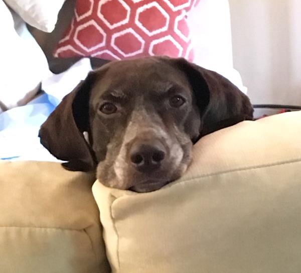 /Images/uploads/Southeast German Shorthaired Pointer Rescue/segspcalendarcontest2018/entries/8815thumb.jpg